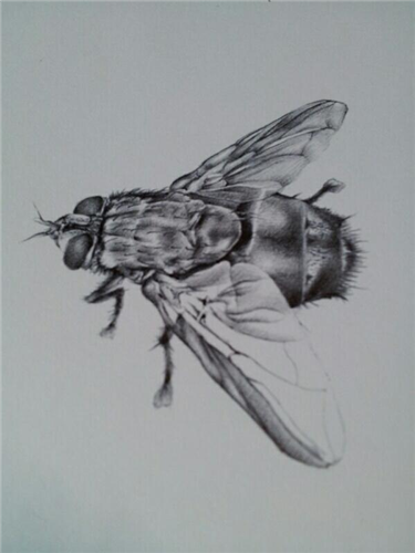 Akb48 高橋みなみ 漫画 テラフォーマーズ の模写絵を披露 クオリティの高さにファン絶賛の声 Dqnニュース ﾉ