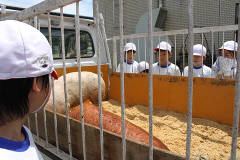 小学生が飼育した豚を出荷 肉になって戻ってきた 画像あり Dqnニュース ﾉ