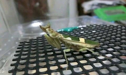 コモンフラワーマンティス（マレーシア産） : クワガタカマキリ