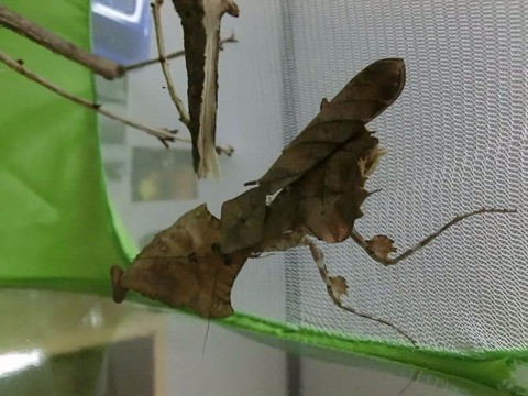 懐かしのヒシムネカレハカマキリ : クワガタカマキリ