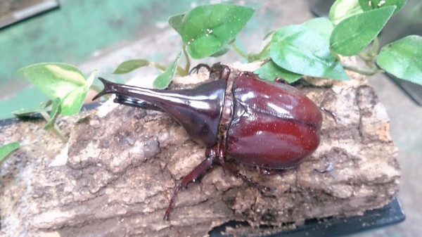 標本】ヴァズデメロゾウカブトボリビア産 92ミリWF1累代飼育品