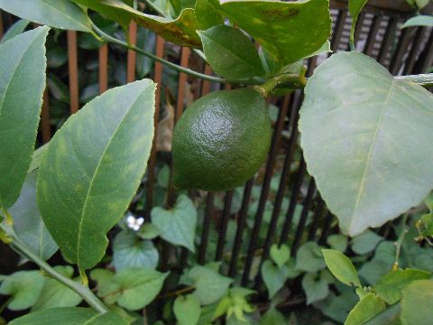 レモンの花は2度咲く 花水木の庭