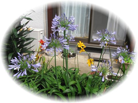 6月の花アガパンサス 花水木の庭