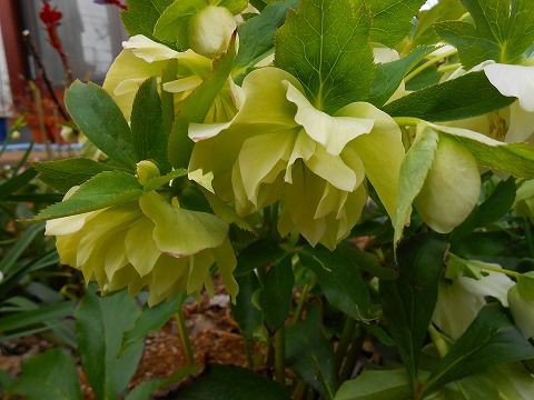 我が家のクリスマスローズ 花水木の庭