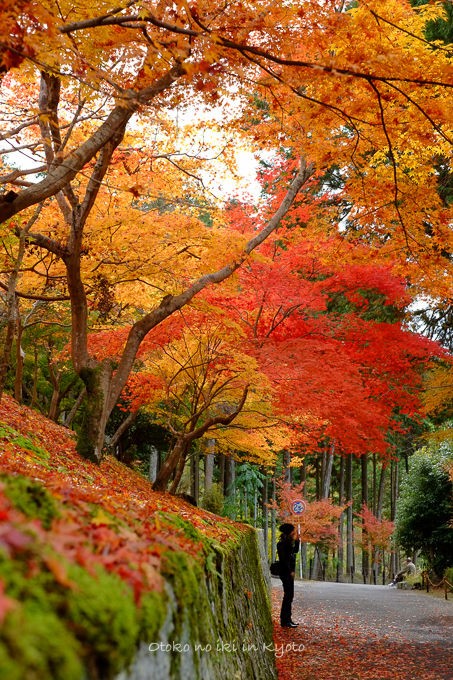 紅葉の京都へ ＜11/23-25＞ : 漢（オトコ）の粋
