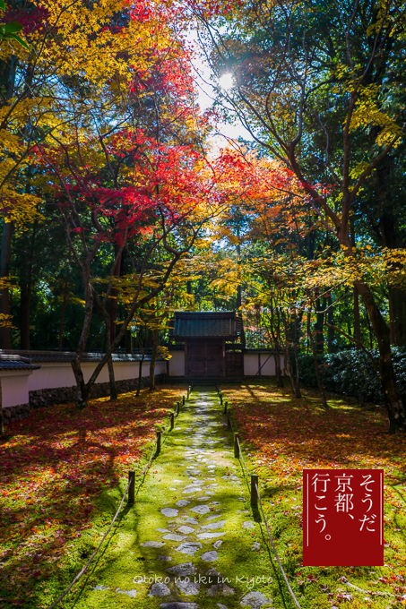 紅葉の京都へ ＜11/23-25＞ : 漢（オトコ）の粋