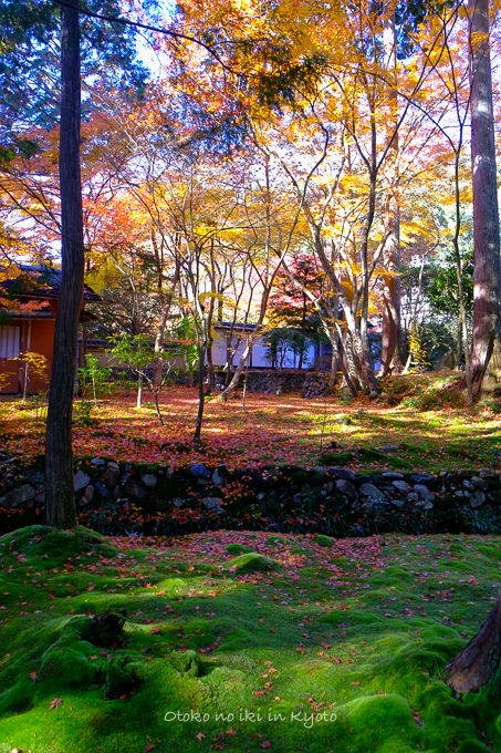 紅葉の京都へ ＜11/23-25＞ : 漢（オトコ）の粋