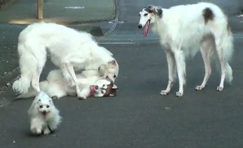 修羅の国 大型犬ボルゾイ５匹確保 残り１匹まだ見つからず 福岡 そらまめ速報