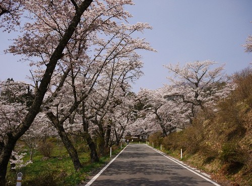 一関 蟻塚公園 の桜まつり 気仙沼の遊び方