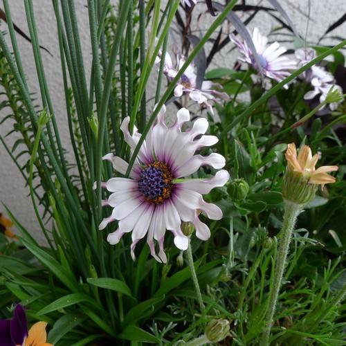珍しい花 備忘録 珍しい花 備忘録
