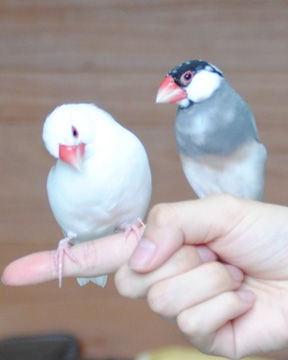 我が家のペット 文鳥 極真会館 神奈川相模原支部 ブログ