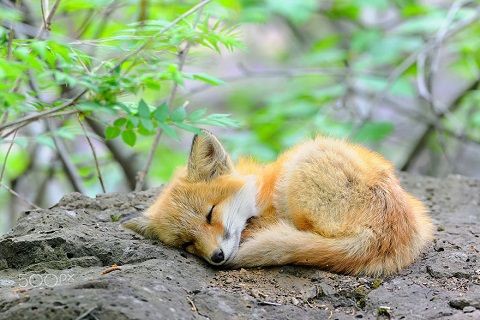 本当に可愛い赤ちゃんキツネ 海外ほっとニュース