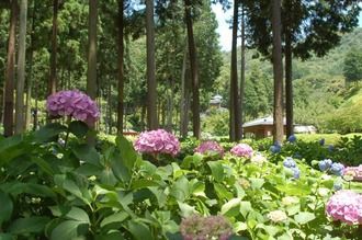 三室戸寺にハートのあじさい咲いてる Clubfame京都 Topics News