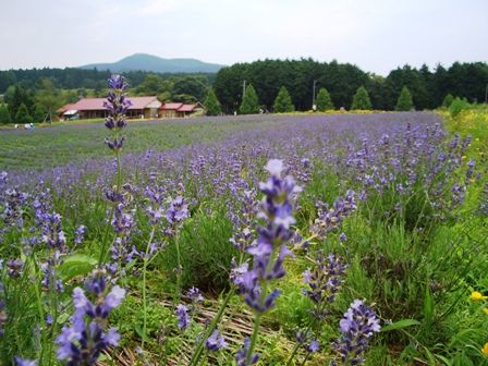 メナード青山リゾートのラベンダー 京都ボランチ日記
