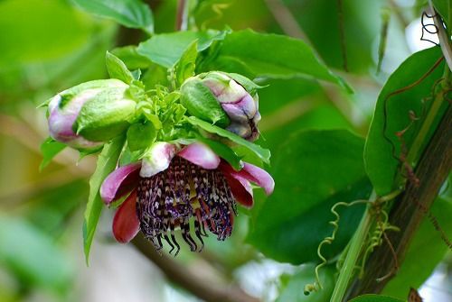 熱帯植物 花の文化園 知音の旅人