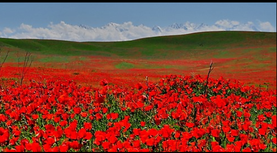 真っ赤な花畑 草原のシルクロード キルギスへようこそ