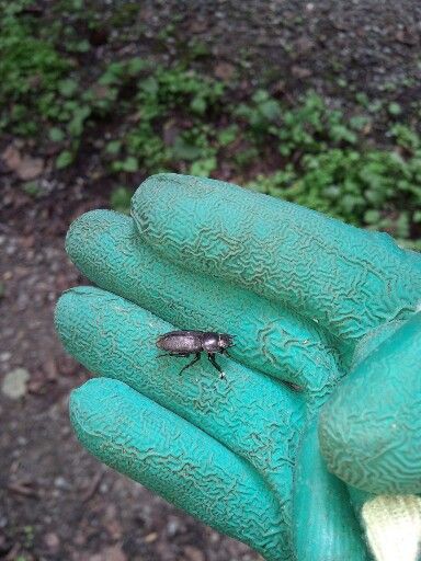 ルッキング採集 朝 昼 高山 ヒメオオクワガタ ツキノワグマ アカアシクワガタ スジクワガタ ミヤマクワガタ 行こう