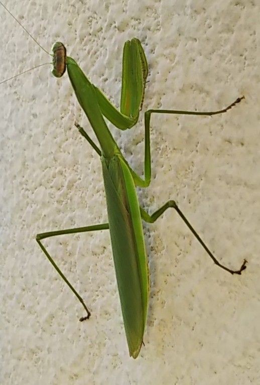 オオカマキリ羽化 行こう