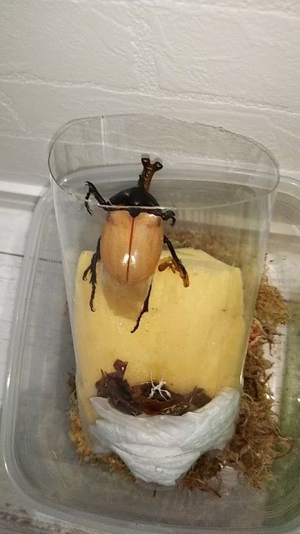 カブトムシ 羽化 行こう