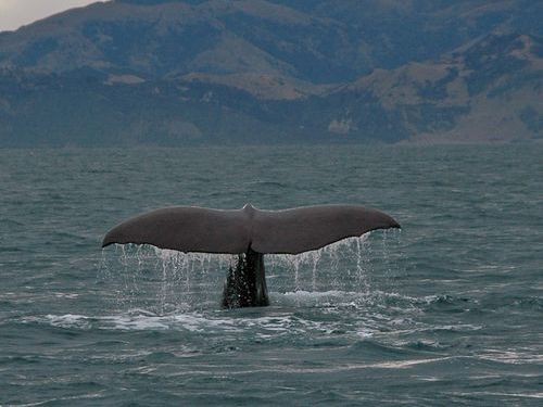 クジラと遭遇した 本当に大きい と実感できる写真 らばq