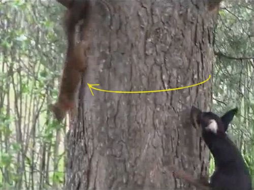 このリスただ者じゃない 忍者のように動いて犬を翻弄する 動画 らばq