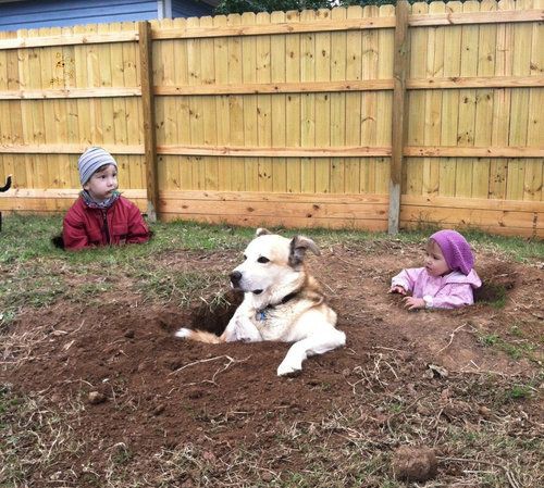 犬がせっせと穴を掘り始めたので 何をするのか見てたら く くつろいでる らばq