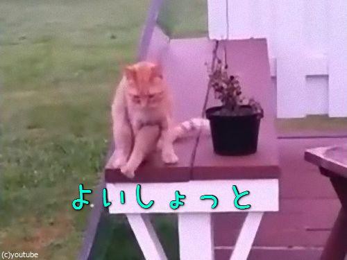 人間のように座る猫 その決定的瞬間がこちら 動画 らばq