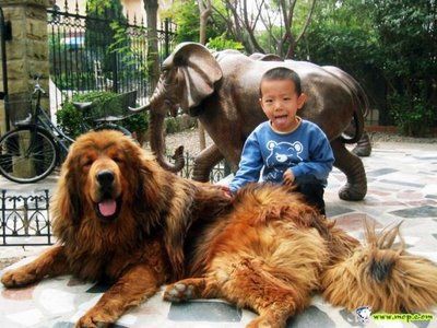 ライオンみたいなチベットの犬 チベタン マスティフ らばq