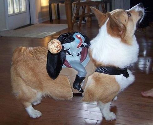 キュートな変身を遂げたコーギー犬ばかりのコスプレ写真27枚 らばq