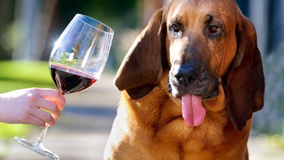 匂いを嗅ぎ分けるワインテスターに犬が就任 大活躍 らばq