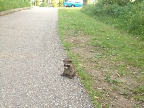 しょんぼり顔がいじらしい 慰めてあげたくなる動物たちの写真11枚 らばq