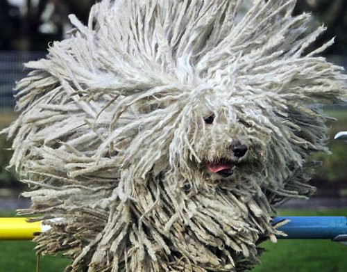 この犬 アレに似てない ハンガリーの番犬 コモンドール のユニークな姿が人気を呼ぶ らばq