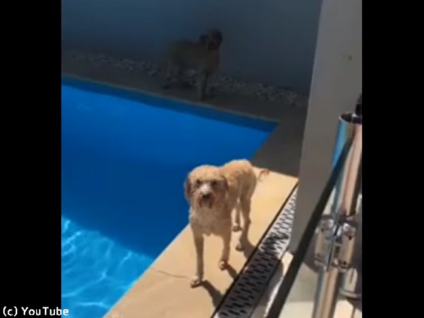 プール上がりの犬 なんてお利口さん 動画 らばq