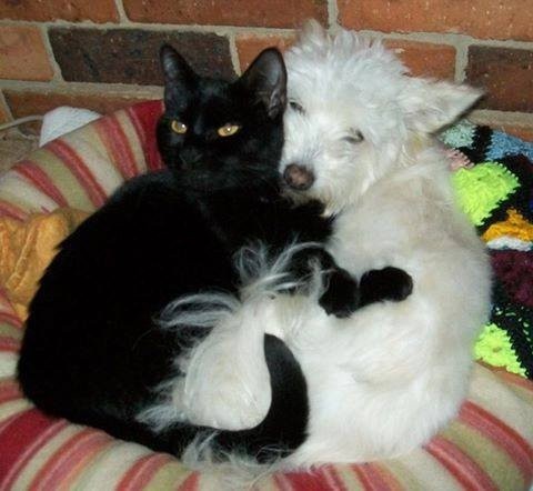 誰も寄せ付けなかった老犬 猫の愛によって 心を開いた らばq