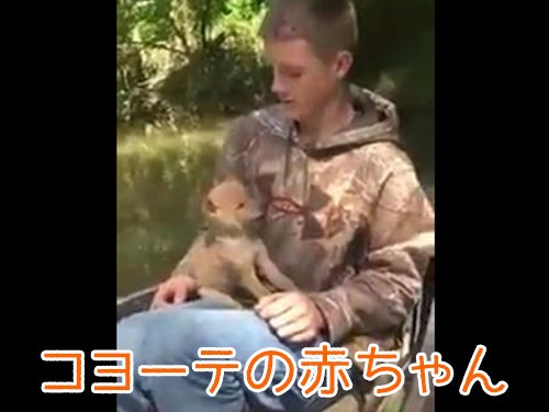 少年 わおーん コヨーテの赤ちゃん わおーん かわいい 動画 らばq