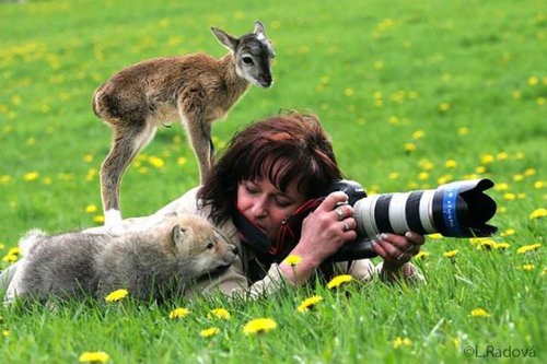 カメラマン 野生動物を撮影していたつもりが むしろ撮影されていた写真いろいろ らばq