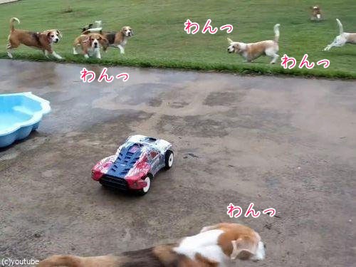 これは楽しそう ものすごい速さでラジコンカーを追いかける犬たち 動画 らばq