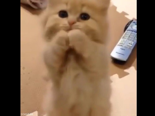 ペルシャ猫の赤ちゃんが お願いのポーズ 2本足で立ちながら 動画 らばq