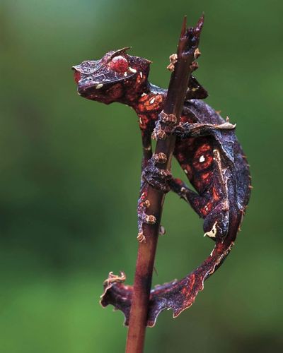 悪魔の使い」と恐れられているヤモリの姿が話題に : らばQ