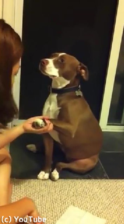 爪切りが嫌いな犬 死んだふりで抵抗する 動画 らばq