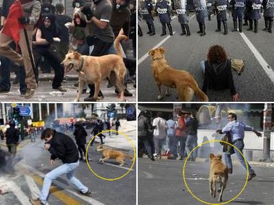 あの犬は何者 ギリシャで暴動が起こるたびに登場する 反逆の犬 が話題に らばq