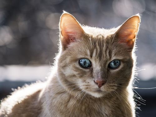 そんなに見つめられたらドキドキしちゃう 正面ドアップな動物たちの写真17枚 らばq