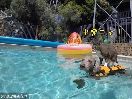 猫 泳ぐのは嫌い でもプールで遊びたい そうだ 泳ぐ犬の上に乗ろう 動画 らばq