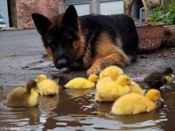 小さなアヒルのヒナ鳥たちを 優しく見守る犬 動画 らばq 小さなアヒルのヒナ鳥たちを 優しく見守る犬 動画 らばq