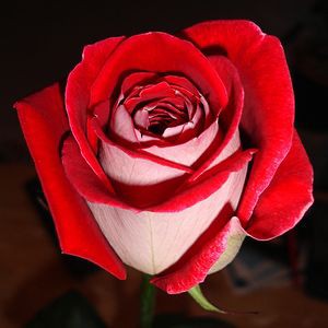 人によっては美しいと思うかもしれない 世界の薔薇と薔薇っぽい人の写真いろいろ らばq