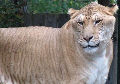 ライオンと虎の交配種 ライガー は珍しさよりも見た目のインパクトが凄まじい らばq