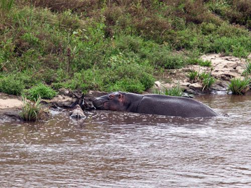 カバが助けてくれた ワニに襲われるヌーの子供に救いの手 らばq
