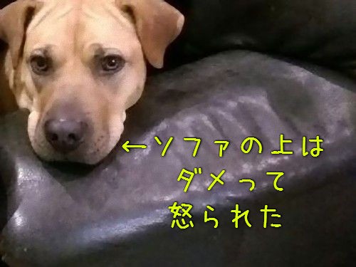 ソファの上に乗ったらダメ と怒られた犬 それならばと創造性を発揮する らばq