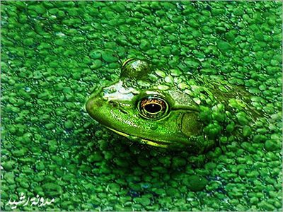 神の見えざる手 保護色で景色に溶け込んだ生き物の写真15枚 らばq