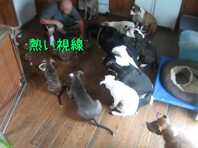 これはお見事 12匹の犬が同時に おあずけ で待つ姿に称賛の声 動画 らばq